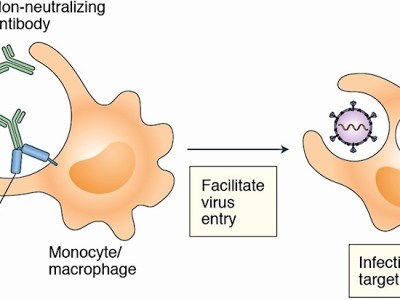 Is a Coronavirus Vaccine a Ticking Time&nbsp;Bomb?