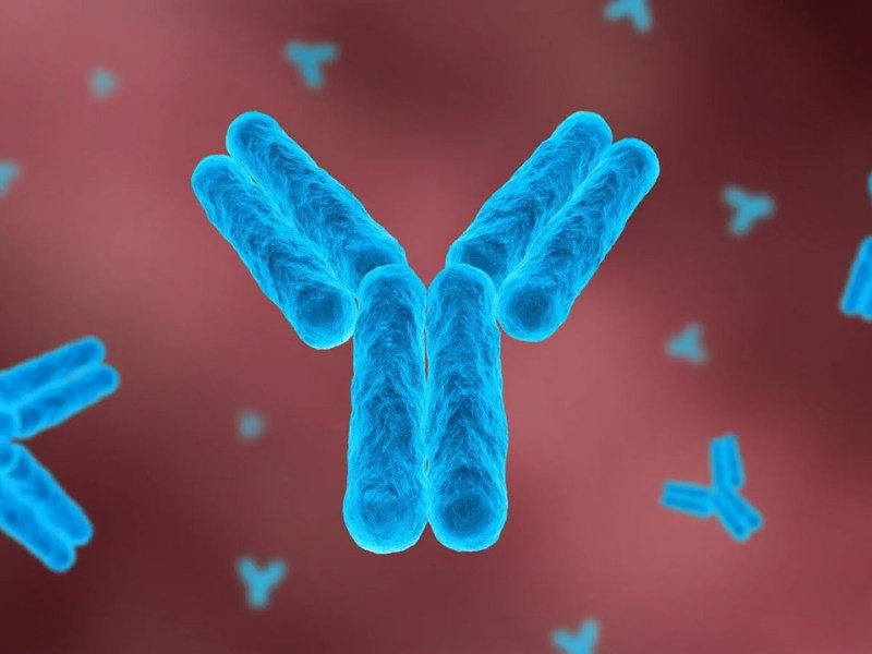 What is Antibody Dependent Enhancement? A Simple&nbsp;Explanation.